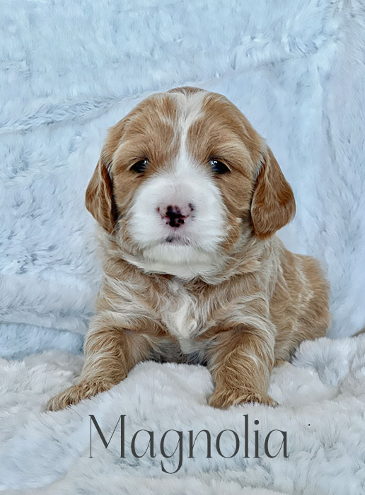 maggie from aspen and river week 3