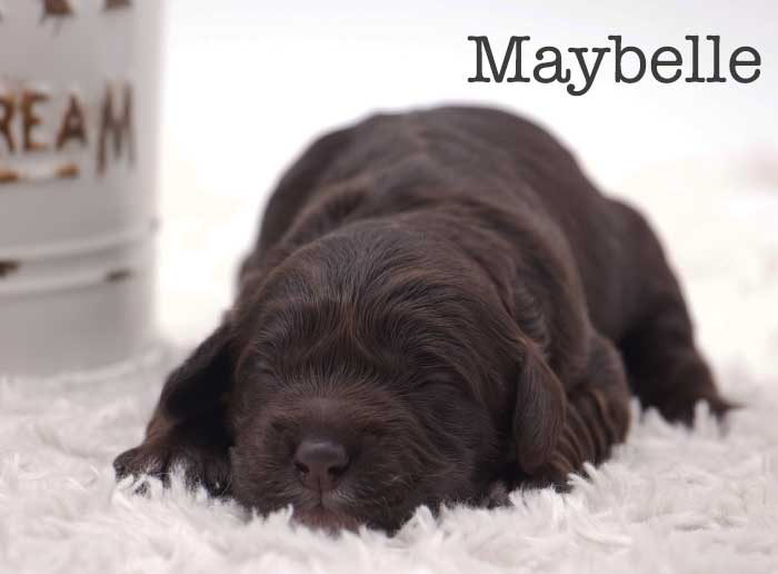 maybelle from stella and brisket week 1