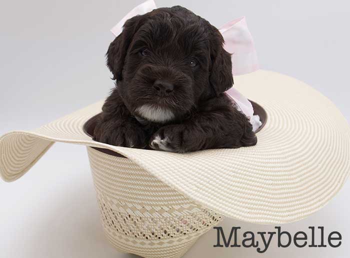 maybelle from stella and brisket week 3