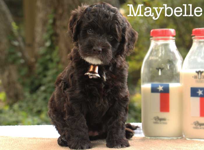 maybelle from stella and brisket week 5