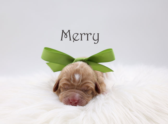 merry from birdie and flirt week 1