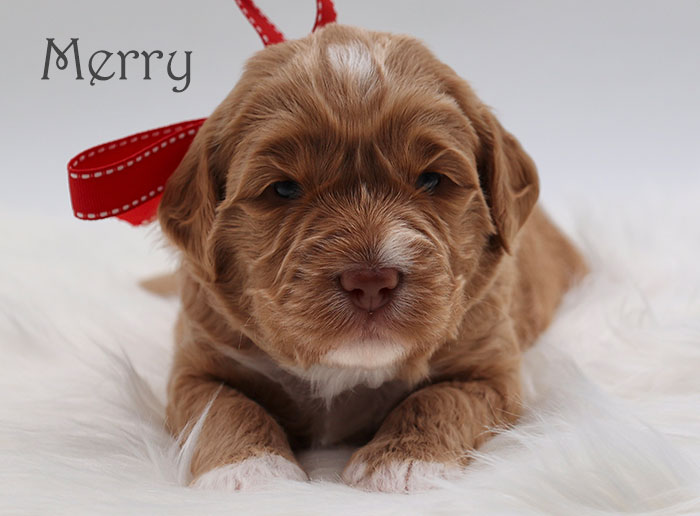 merry from birdie and flirt week 3