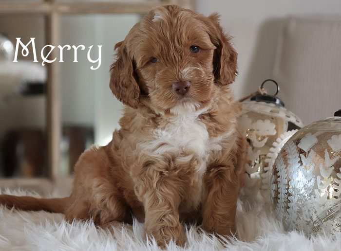 merry from birdie and flirt week 5