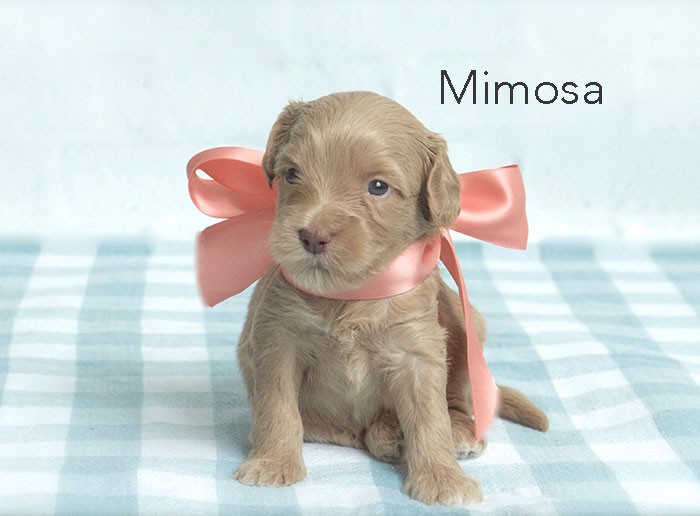 mimosa from fifi and rhodie week three