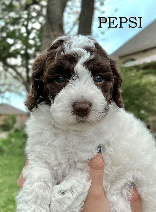 pepsi from waffles and bo week 5