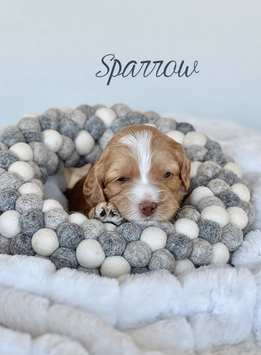 sparrow from birdie and river week 3