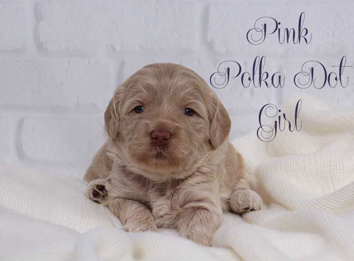 Pink & Green Dots Girl from Lola and AJ week 3