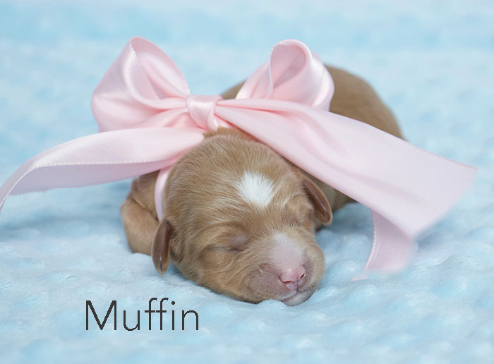 Muffin from london and rhodie week 1