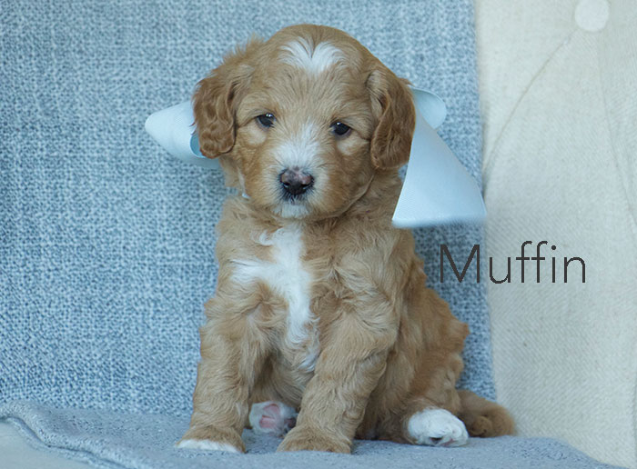 Muffin from london and rhodie week five