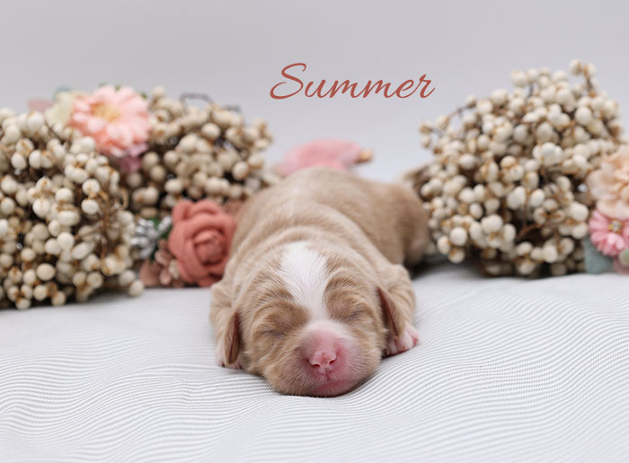 summer from clover and river week 1