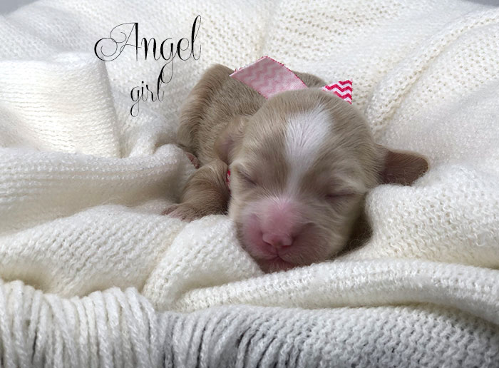 Angel from Fifi and Rhodie week 1