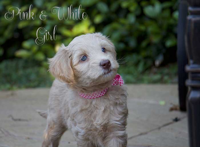 Pink & White Girl from June and Ben week 7