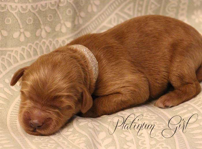 Platinum Girl from Tallulah and AJ week 1