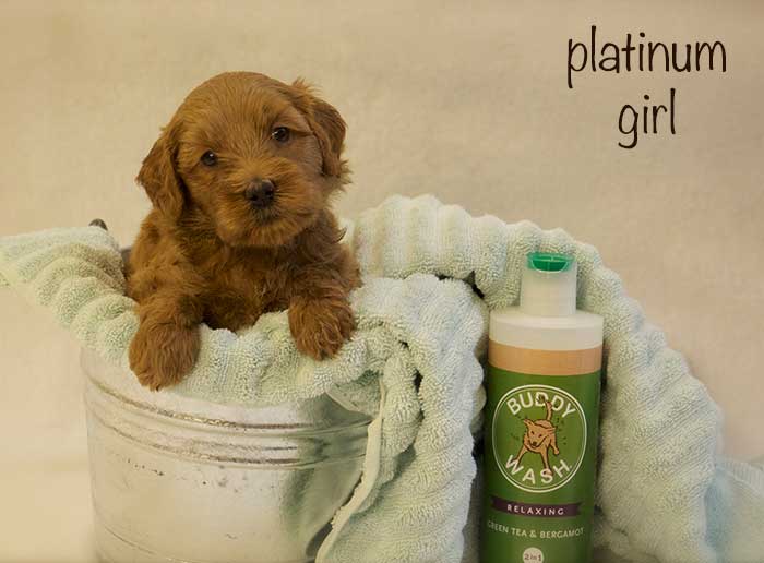 Platinum Girl from Tallulah and AJ week 5