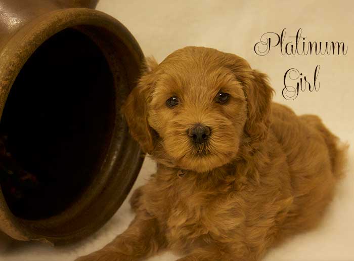 Platinum Girl from Tallulah and AJ week 7