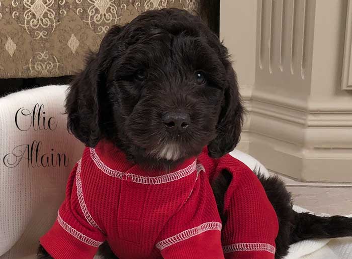 platinum boy from june and dutch week 7