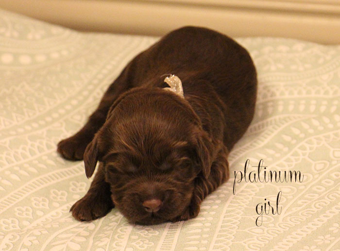 Platinum Girl from Georgy and AJ week 1