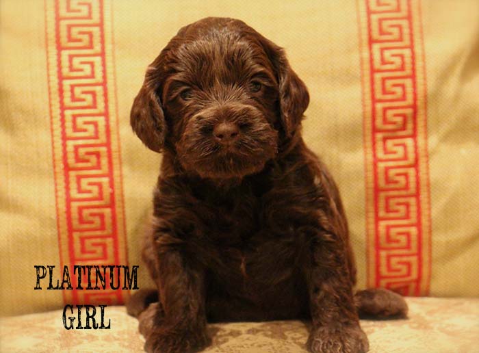 Platinum Girl from Georgy and AJ week 3