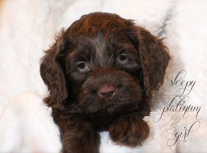 Platinum Girl from Georgy and AJ week 5