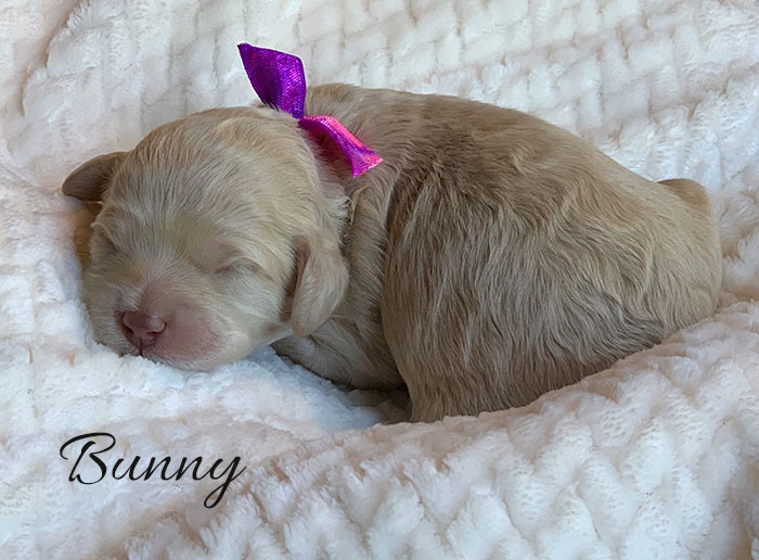 Bunny from Tillie and Dutch week 1