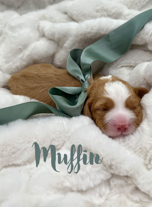 muffin from waffles and boots week 1