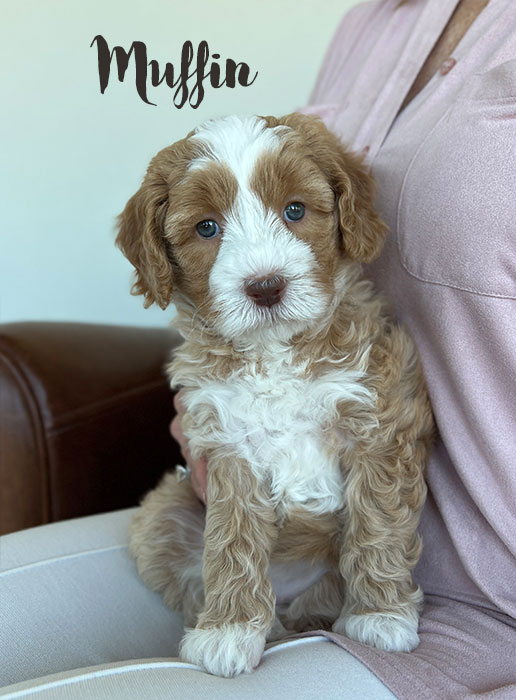 muffin from waffles and boots week 5