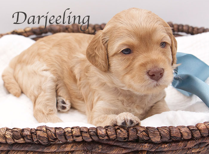 darjeeling from tillie and ben week 3