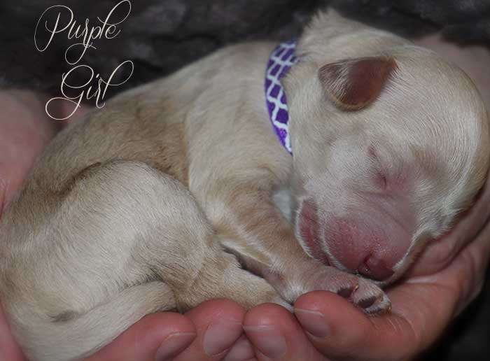 Purple Girl from June and Ben week 1