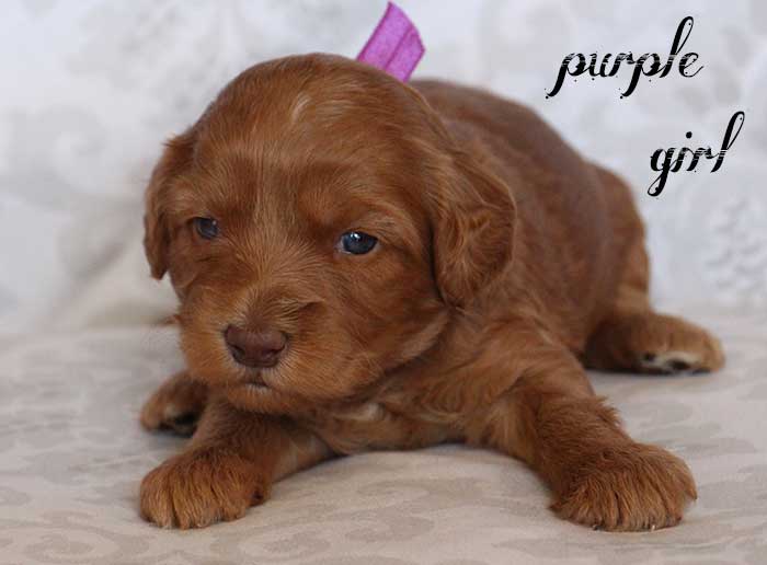 Purple Girl from June and Flicker week 3