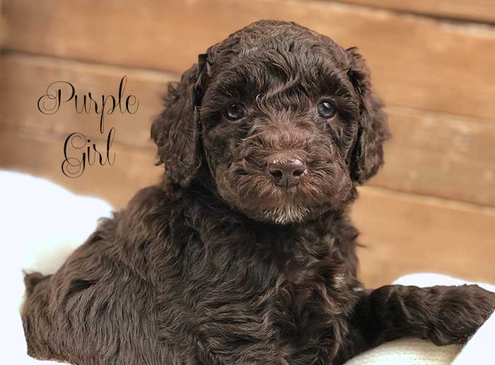 purple girl from june and dutch week 5