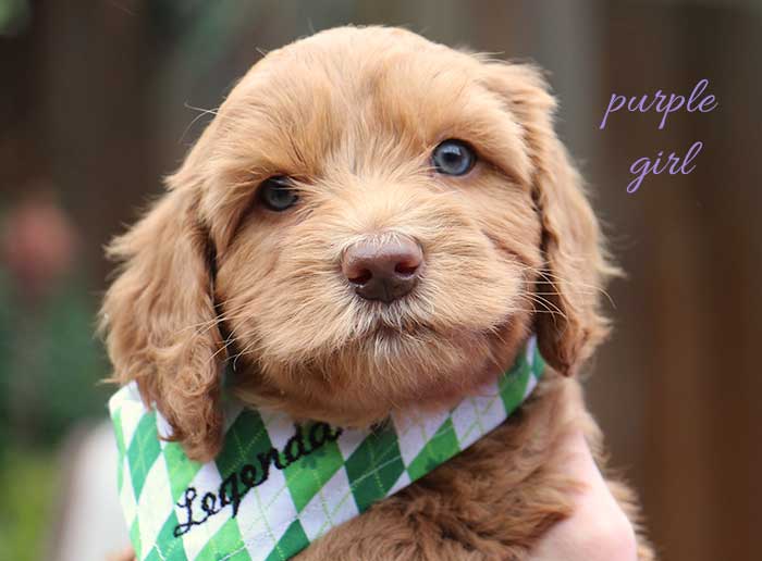 Purple Girl from June and Flicker week 6