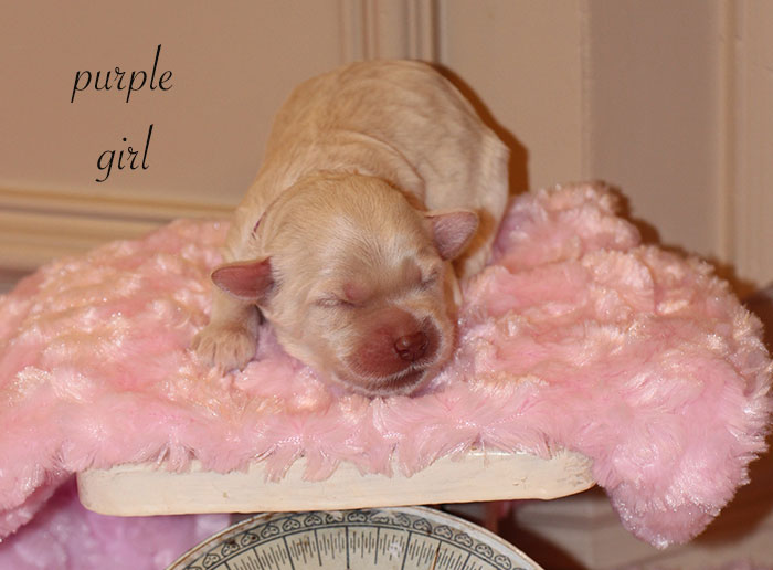 Purple Girl from Lola and AJ week 1