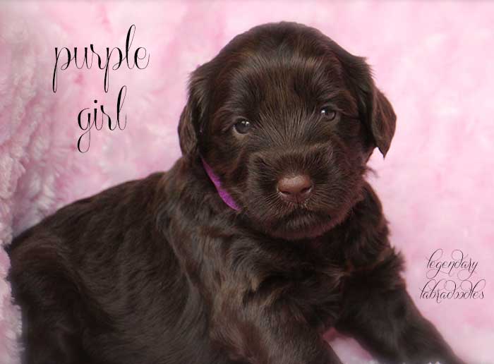 Purple Girl from Georgy and Ben week 3