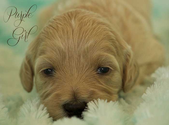 Purple Girl from Tallulah and AJ week 3