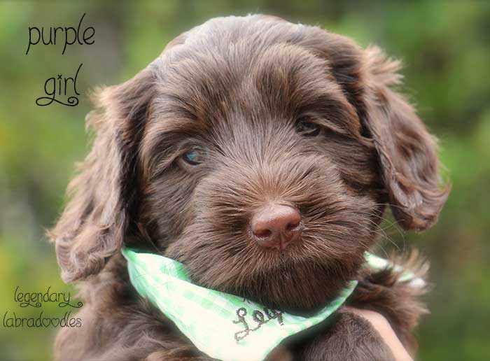 Purple Girl from Georgy and Ben week 5