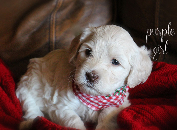 Purple Girl from Lola and AJ week 5