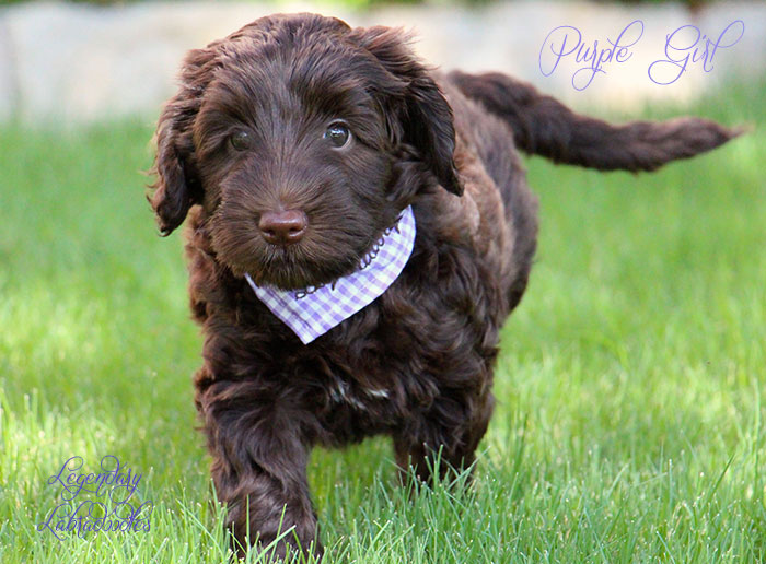 Purple Girl from Georgy and Ben week 7