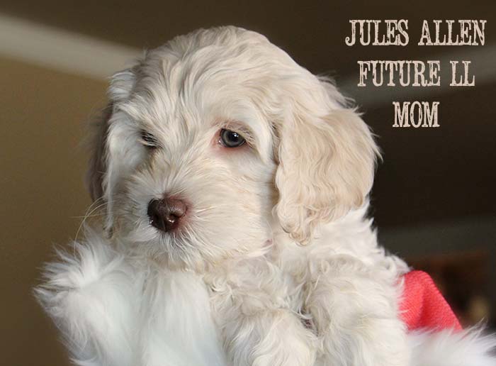 Purple Girl from Lola and AJ week 7