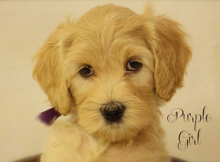 Purple Girl from Tallulah and AJ week 7