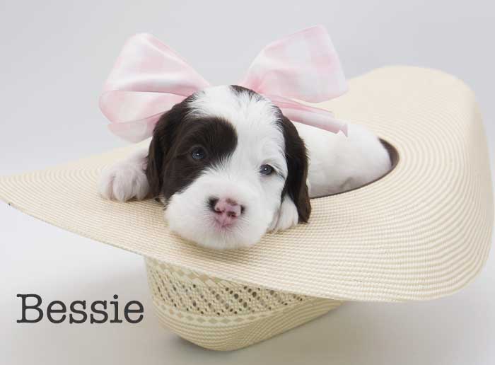 bessie from stella and brisket week 3