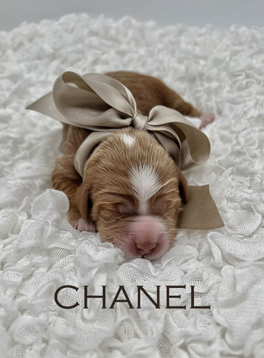 chanel from piper and river week 1