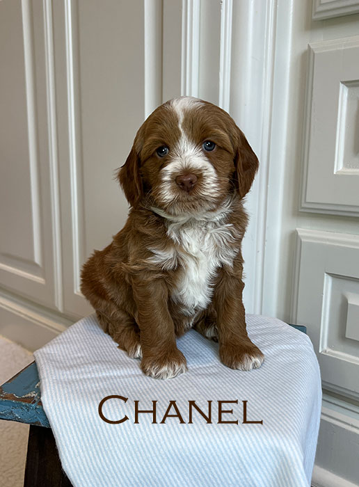 chanel from piper and river week 5