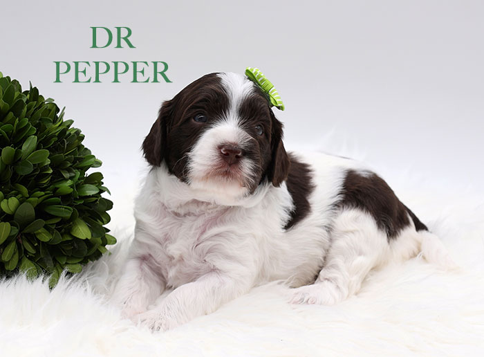 dr pepper from waffles and bo week 3