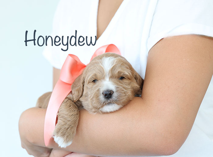honeydew from birdie and river week 3
