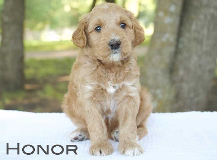 honor from monroe and remi week 5