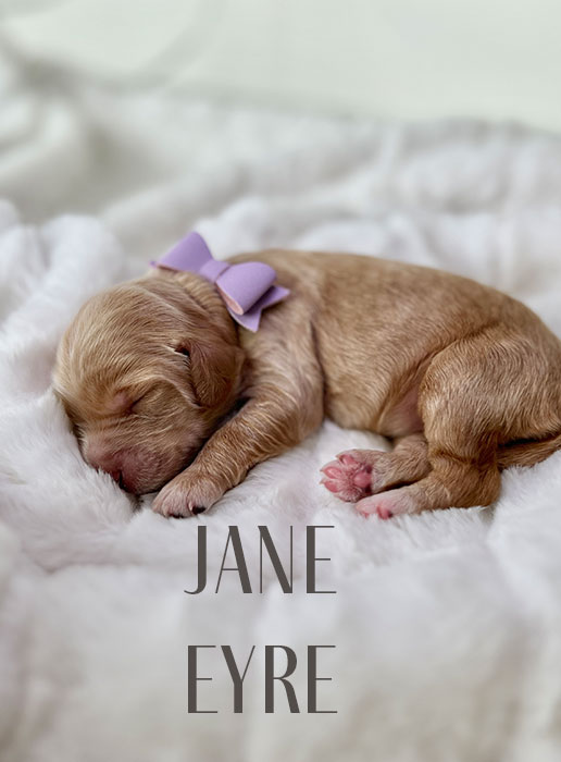 jane from shiloh and henry week 1