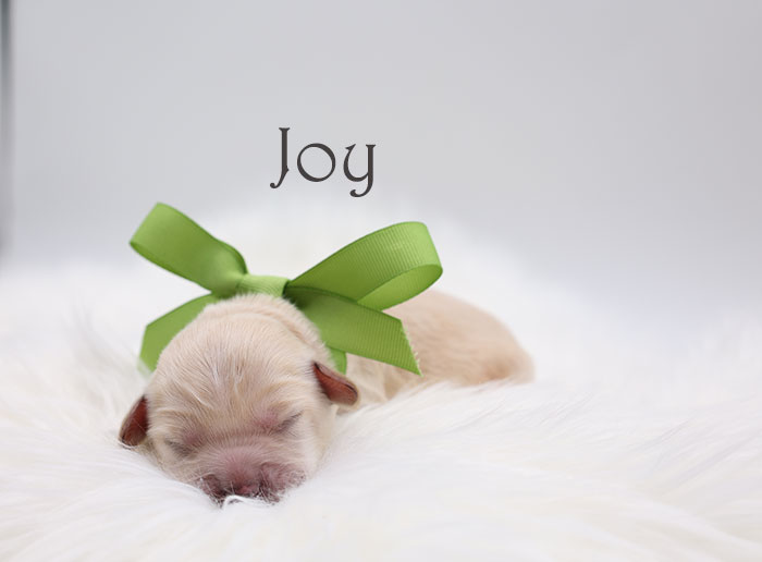 joy from birdie and flirt week 1