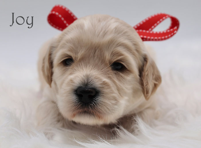 joy from birdie and flirt week 3