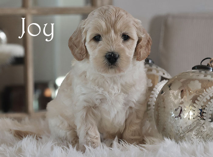 joy from birdie and flirt week 5