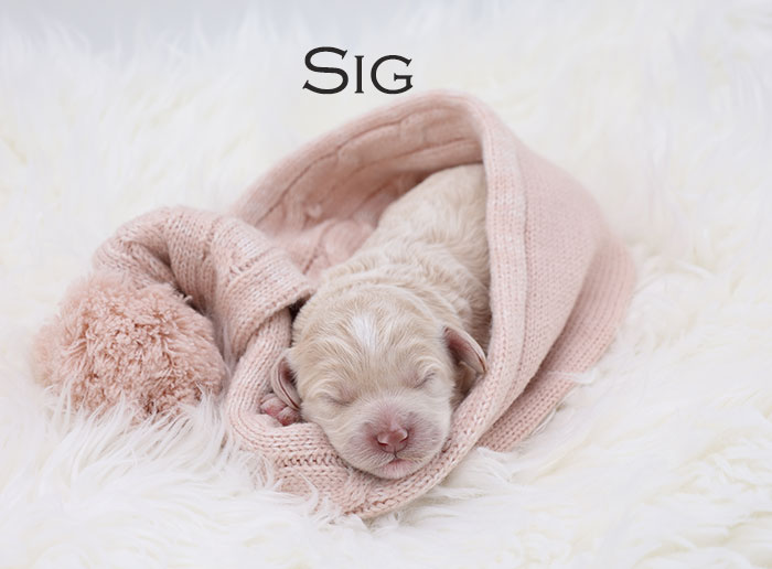 SIG from Stella and Flirt week 1